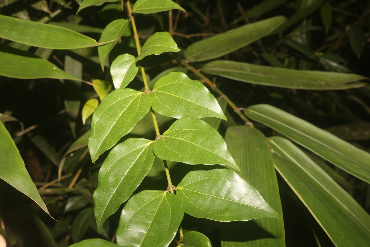 Strychnos trichocalyx A.W.Hill